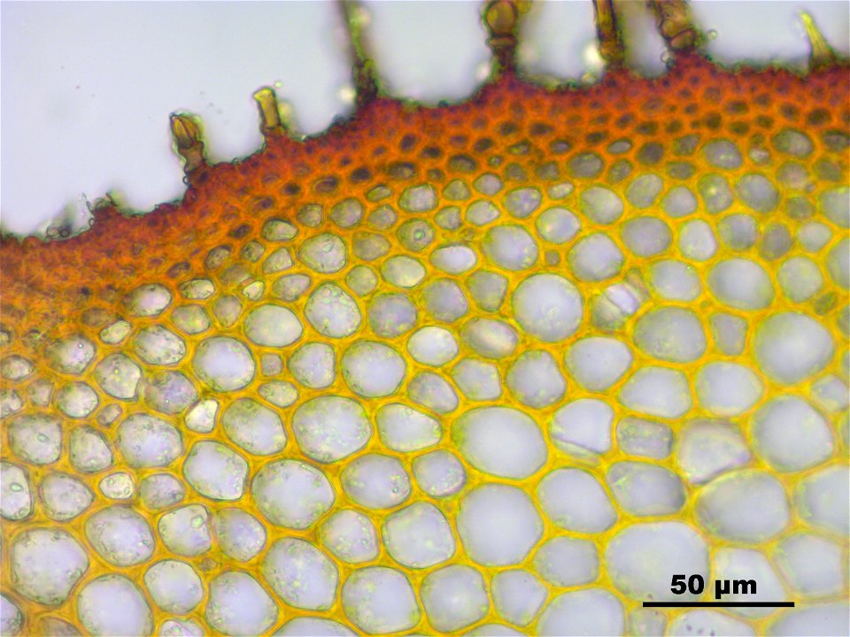 Climacium dendroides
