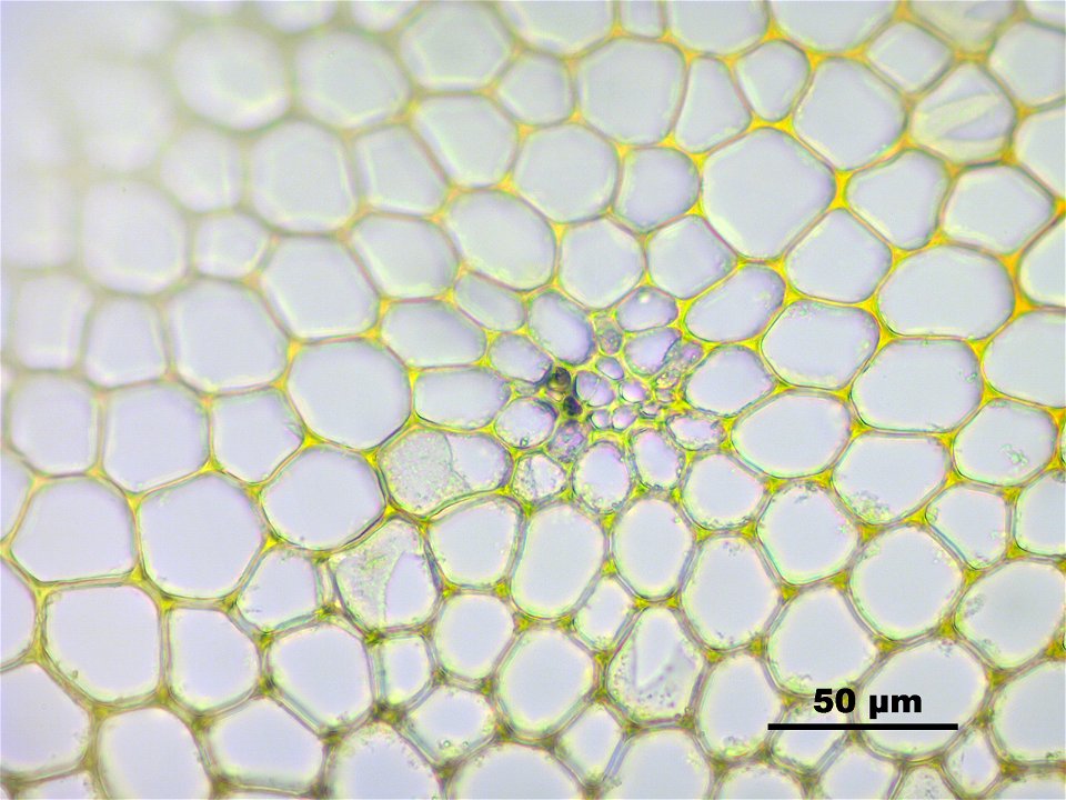 Climacium dendroides
