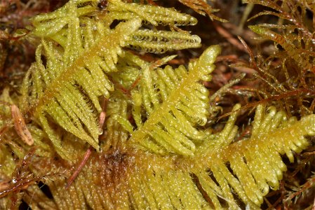 Ptilium crista-castrensis