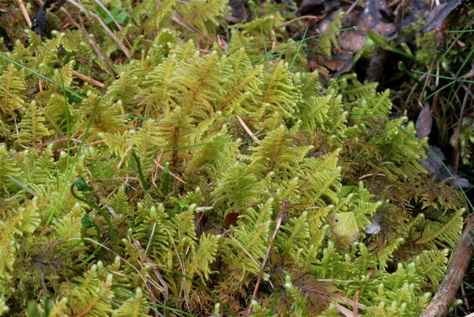 Ptilium crista-castrensis