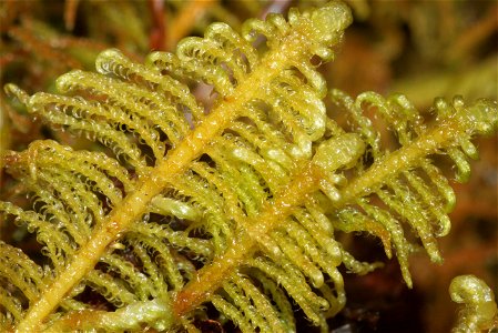 Ptilium crista-castrensis