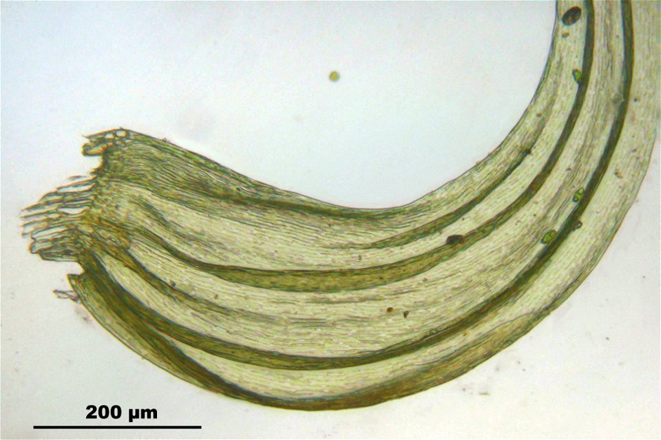 Ptilium crista-castrensis