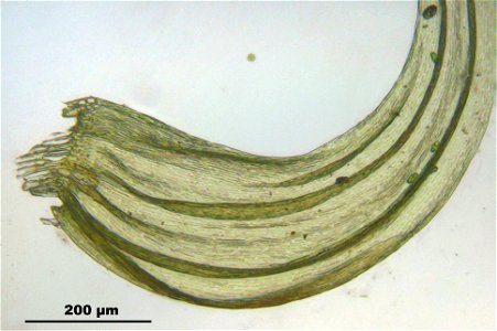 Ptilium crista-castrensis