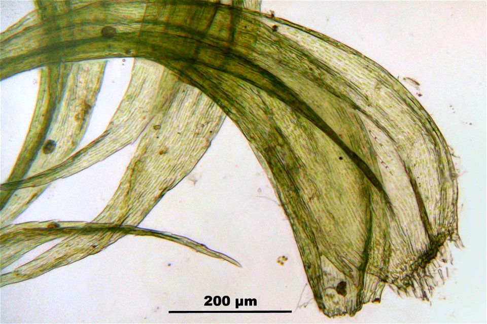 Ptilium crista-castrensis