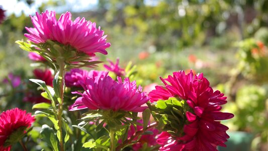 Bloom nature flowers photo