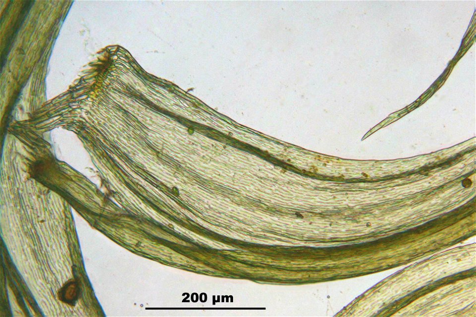 Ptilium crista-castrensis
