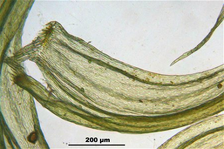 Ptilium crista-castrensis