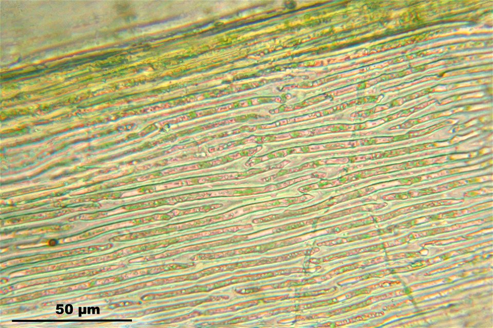 Ptilium crista-castrensis