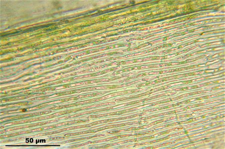 Ptilium crista-castrensis