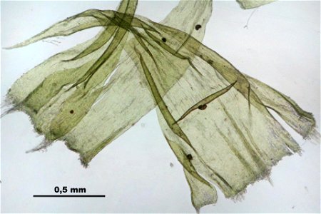 Ptilium crista-castrensis