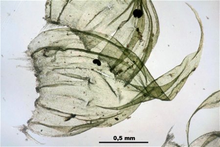 Ptilium crista-castrensis