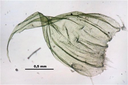 Ptilium crista-castrensis