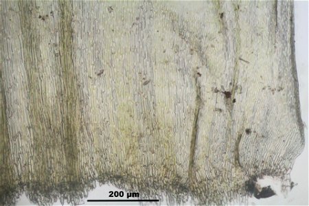 Ptilium crista-castrensi