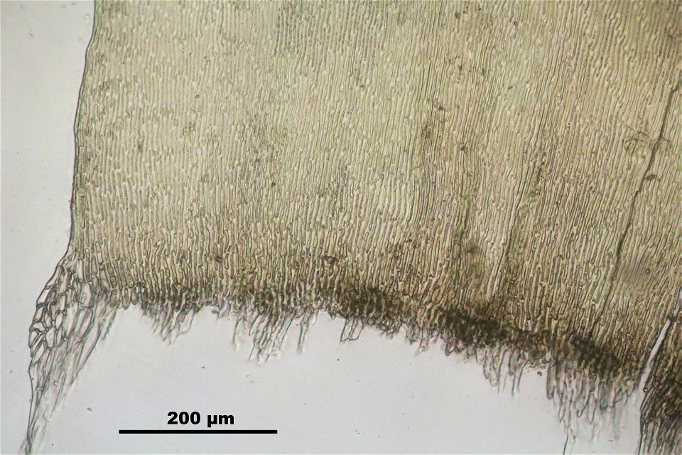Ptilium crista-castrensi