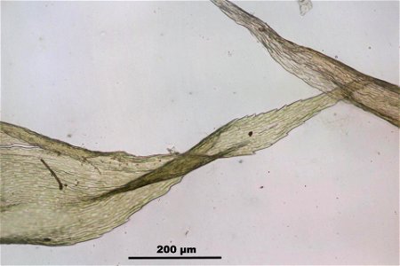 Ptilium crista-castrensi