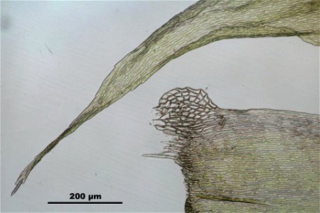 Ptilium crista-castrensi