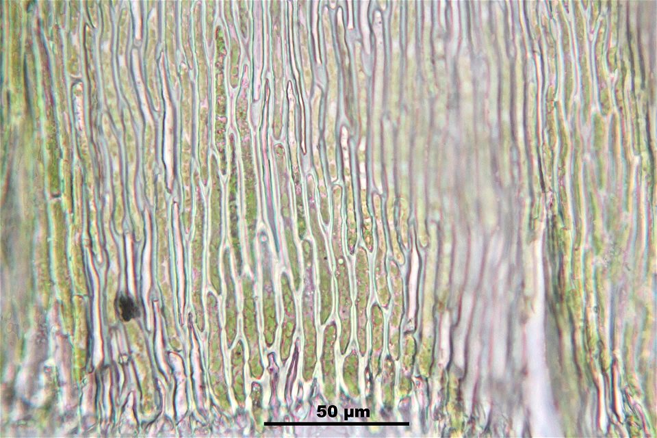 Ptilium crista-castrensi