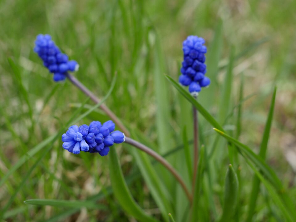 Flower color blue