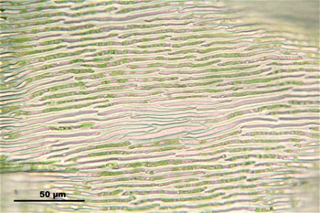 Ptilium crista-castrensi