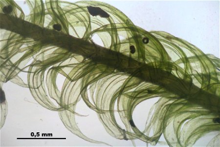 Ptilium crista-castrensi