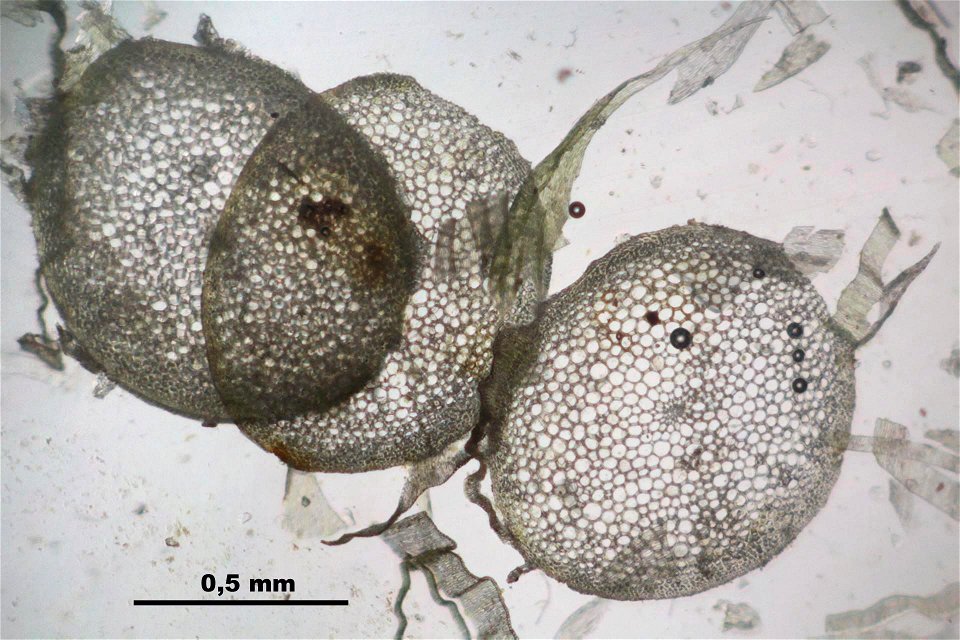 Ptilium crista-castrensi