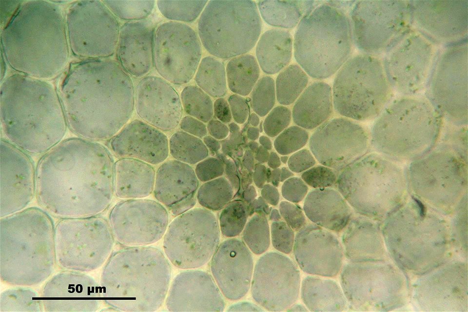 Ptilium crista-castrensi