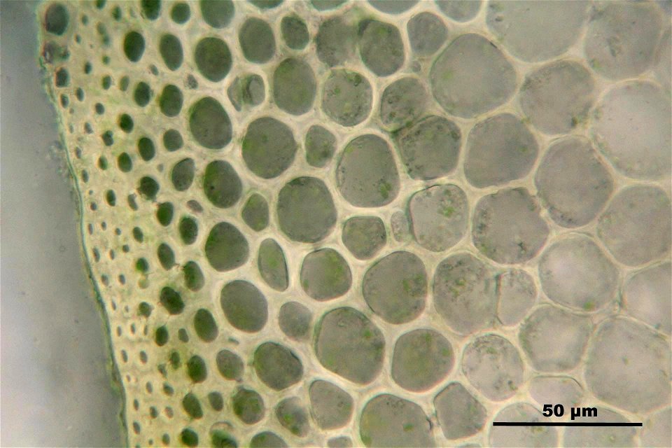 Ptilium crista-castrensi