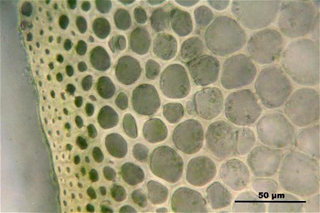 Ptilium crista-castrensi