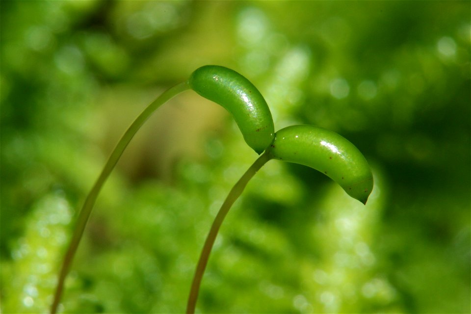 Ptilium crista-castrensis