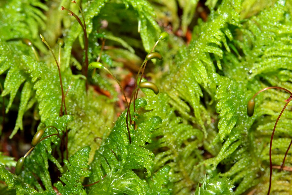 Ptilium crista-castrensis