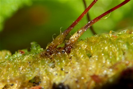 Ptilium crista-castrensis