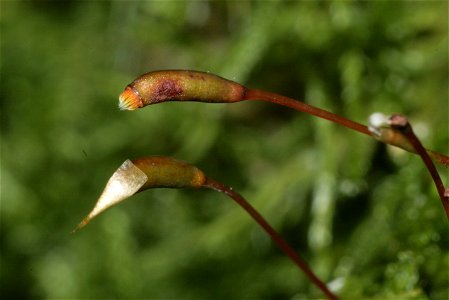 Thuidium delicatulum