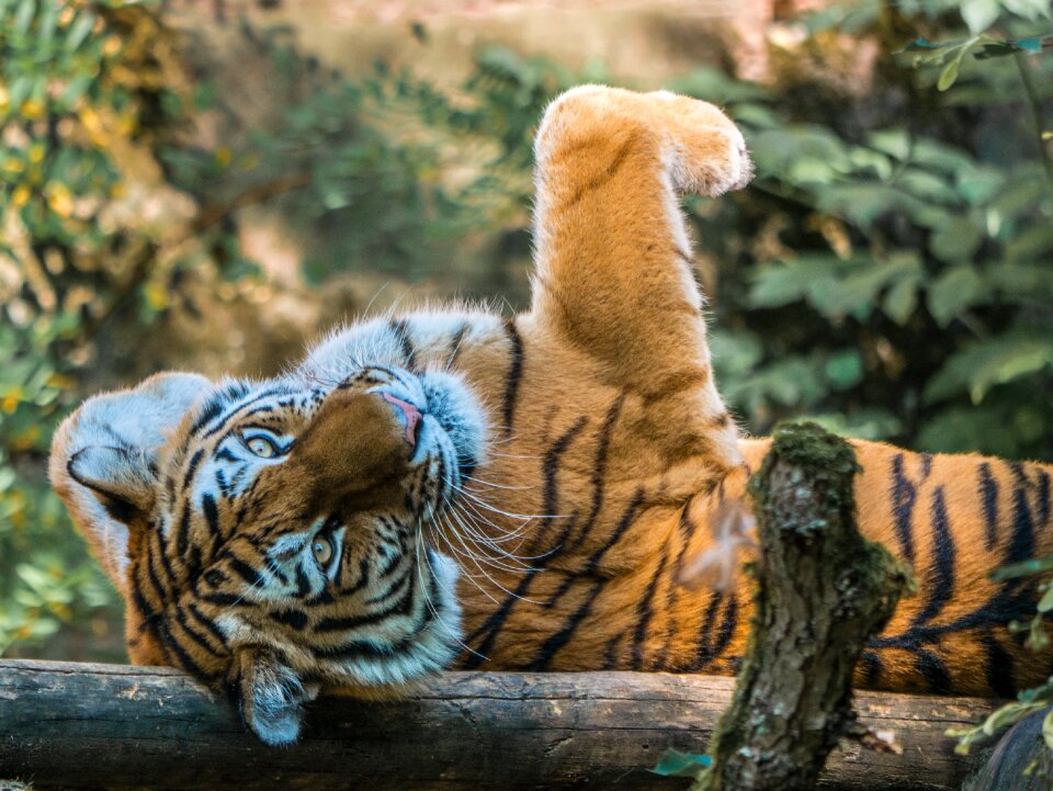 Beautiful wild animal animal