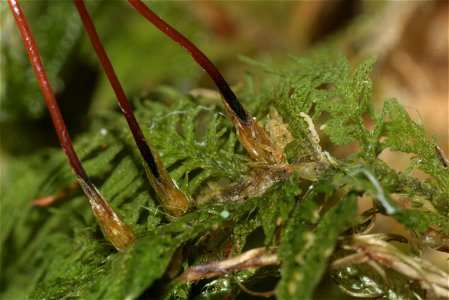 Thuidium delicatulum
