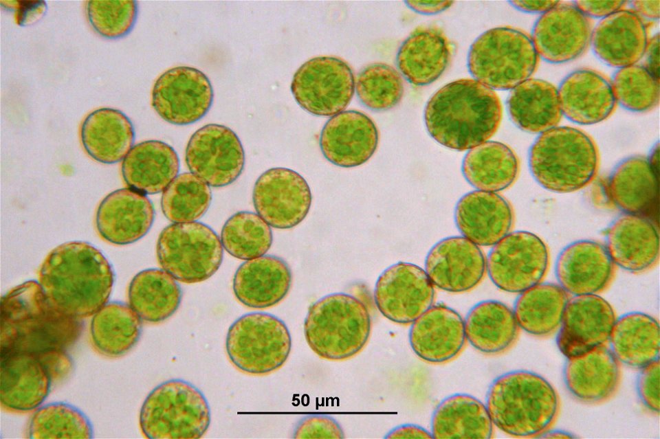 Thuidium delicatulum