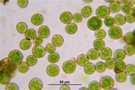 Thuidium delicatulum