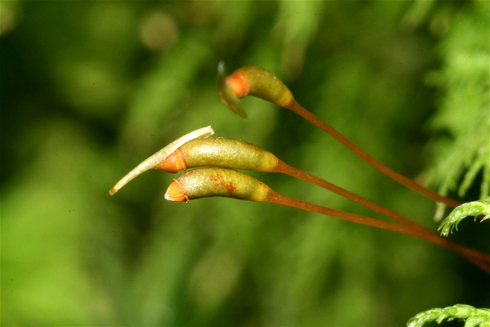 Thuidium delicatulum