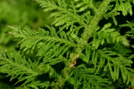 Thuidium delicatulum