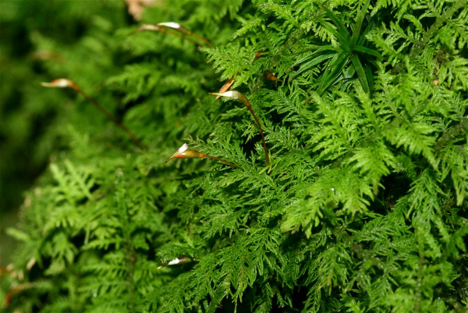 Thuidium delicatulum