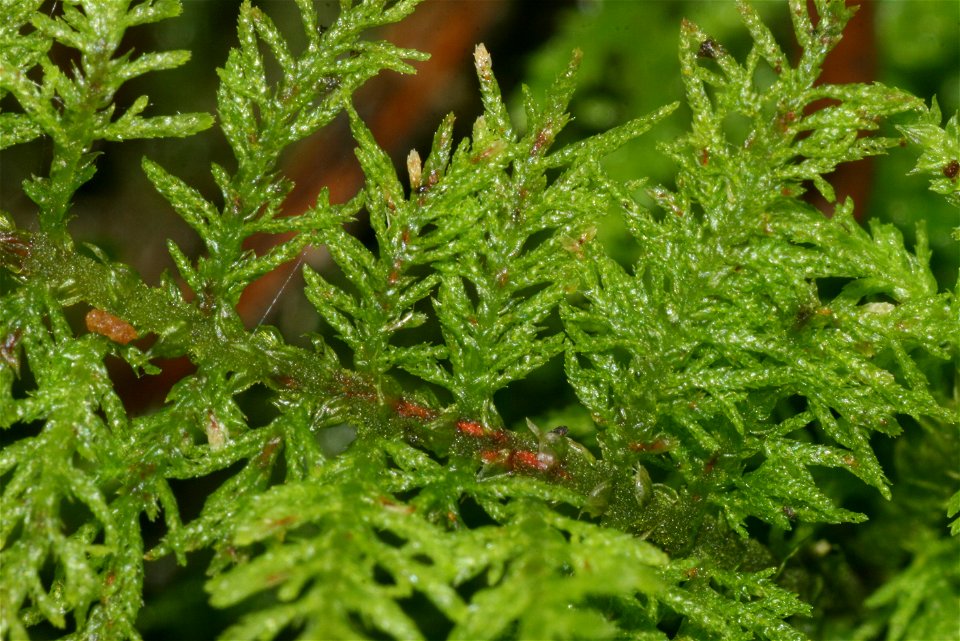 Thuidium delicatulum