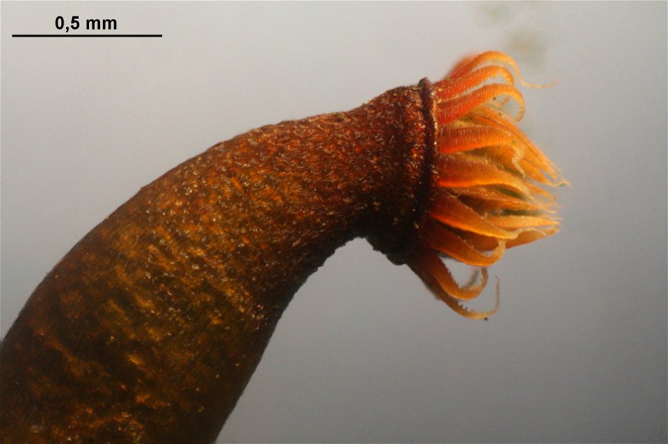 Thuidium delicatulum