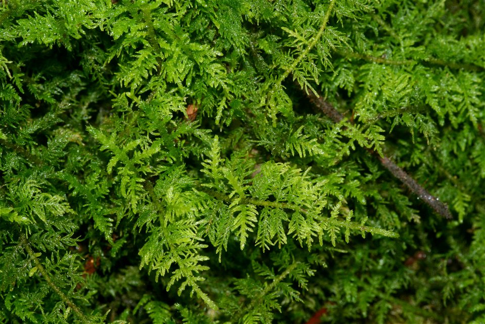 Thuidium delicatulum