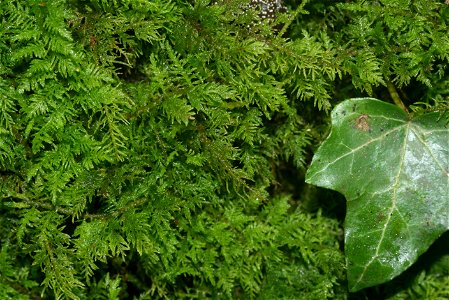 Thuidium delicatulum photo