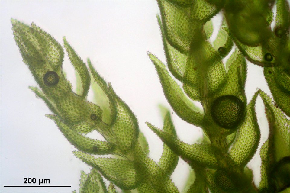 Thuidium delicatulum
