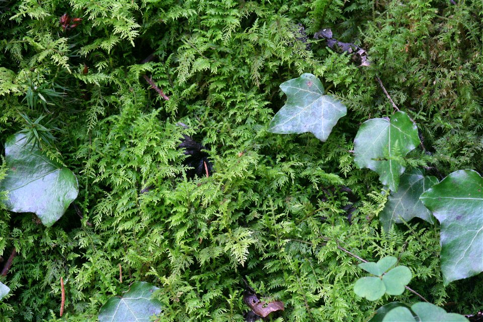 Thuidium delicatulum