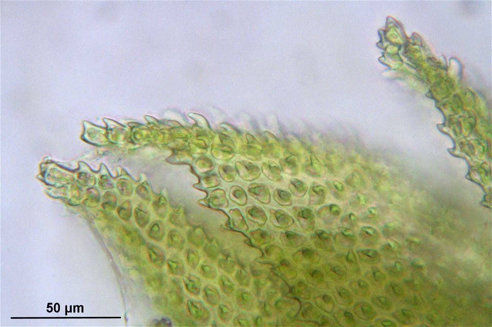 Thuidium delicatulum
