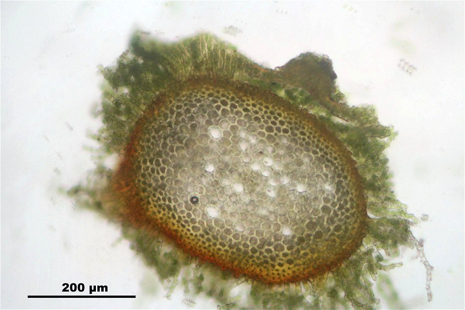 Thuidium delicatulum