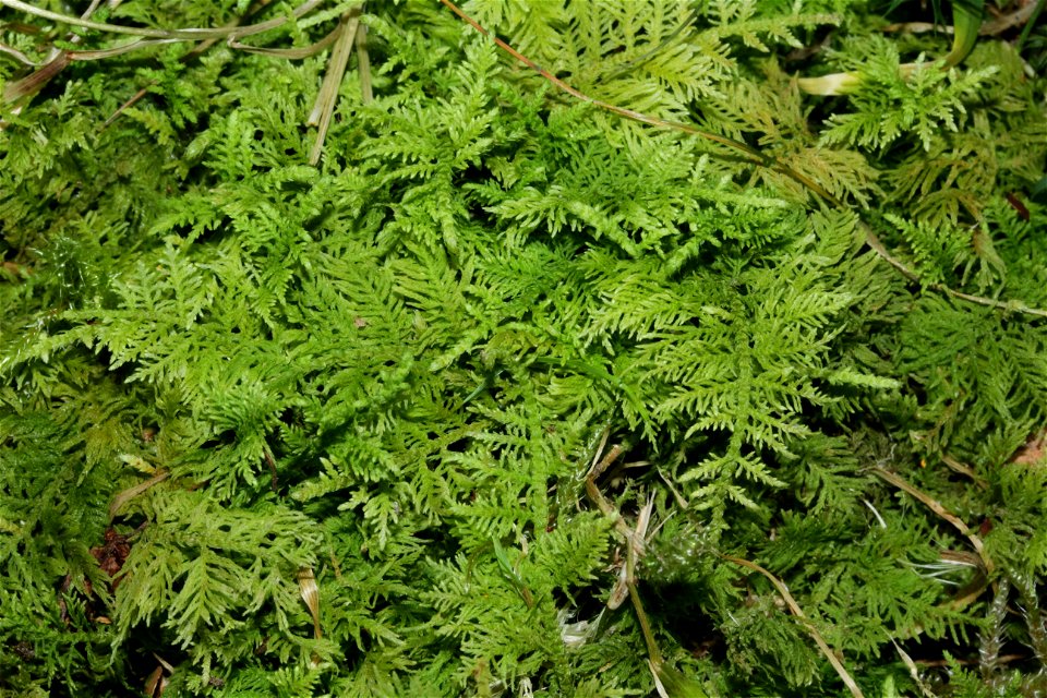 Thuidium delicatulum