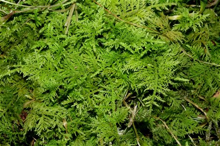 Thuidium delicatulum