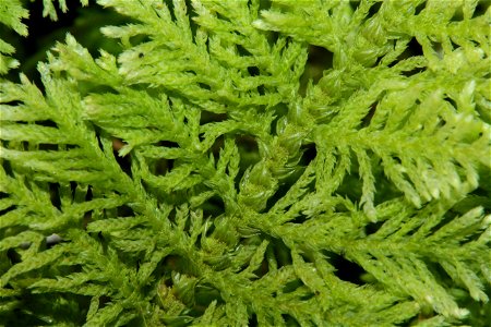 Thuidium delicatulum